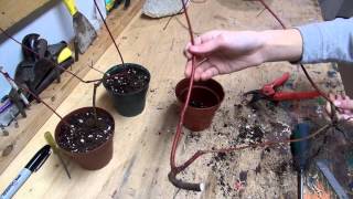 Planting red dogwood