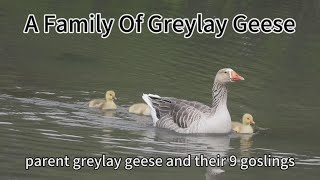 the beauty of nature, parent greyay geese with 9 adroabe goslings, and see how they ive in the wid