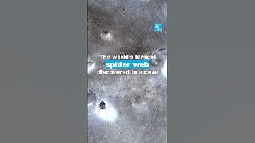 🕷️The world’s largest spider web discovered in a cave • FRANCE 24 English