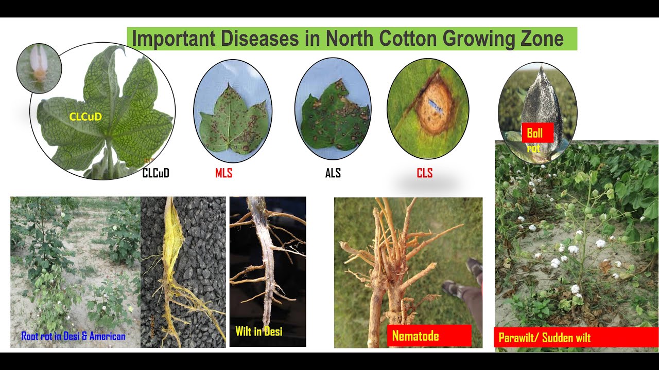 Disease of cotton crop and their management , North cotton growing zone ...