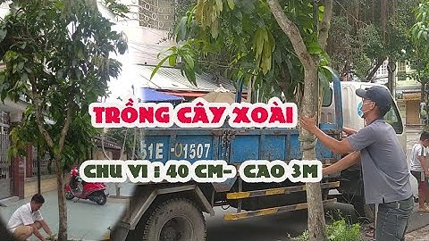 Trồng cây Xoài ra lá sum xuê, hàng dưỡng sẵn, chuẩn bị ra trái | Vườn Nhà Đẹp Official