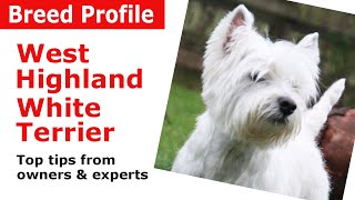 West Highland White Terrier 'Westie' Dog Breed Guide