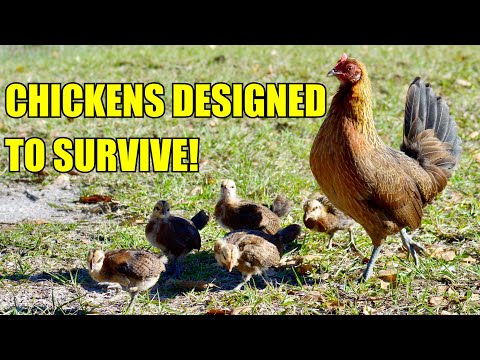 Why my Free Range Chickens Thrive and Yours Die! Free Ranging Chickens the Right Way!