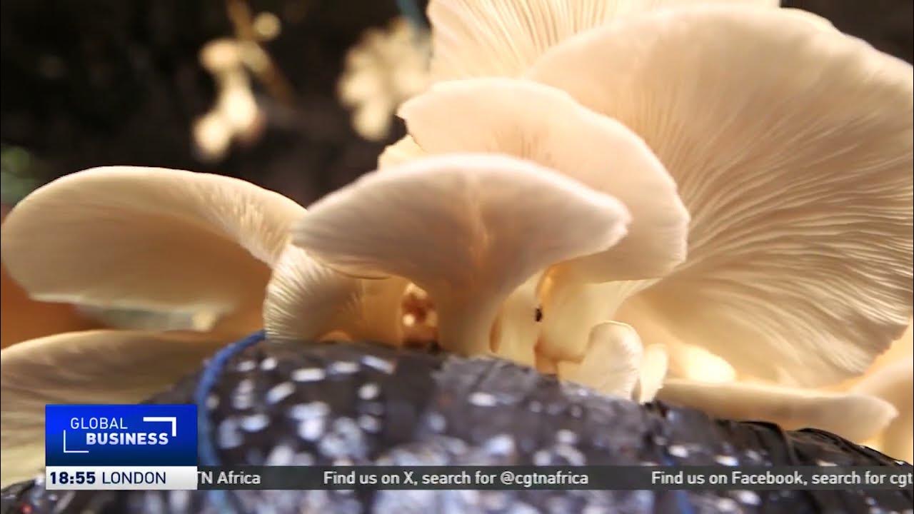 Uganda taps small homeowners to help boost mushroom harvest