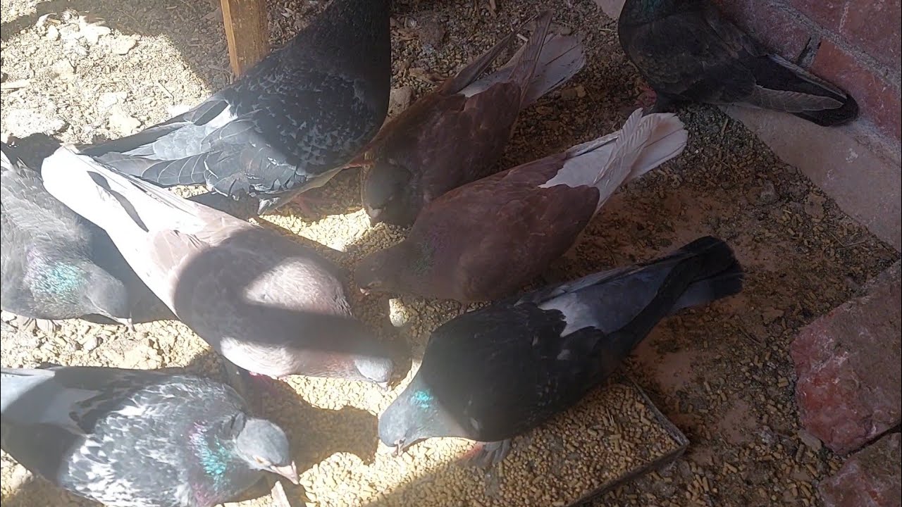 ازاي يكون عندك برج حمام🕊🕊 من ٤ حمامات🕊 وازاي نعلي الخصوبه عند الذكور 🕊🕊وهندبح اخر🦆 بط شهر رمضان 👍🏻