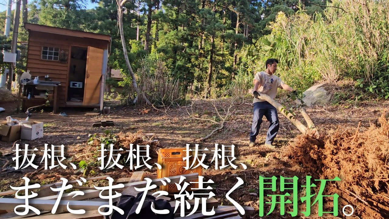 【２畳小屋暮らしと理想の家づくり#2】まだまだ続く開拓。抜根しながら理想の家を建てる場所を考える。