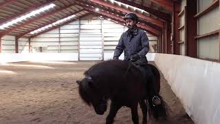 How to work on shifting the horse's weight/ balance from front to back