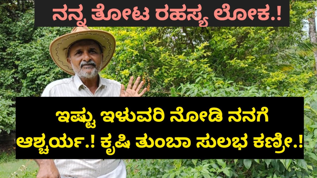ನನ್ನ ತೋಟ ರಹಸ್ಯ ಲೋಕ.! ಇಷ್ಟು ಇಳುವರಿ ನೋಡಿ ನನಗೆ ಆಶ್ಚರ್ಯ.! ಕೃಷಿ ತುಂಬಾ ಸುಲಭ ಕಣ್ರೀ.!