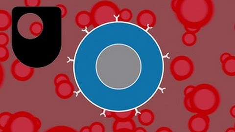 The Immune System: How does it adapt? (1/2)