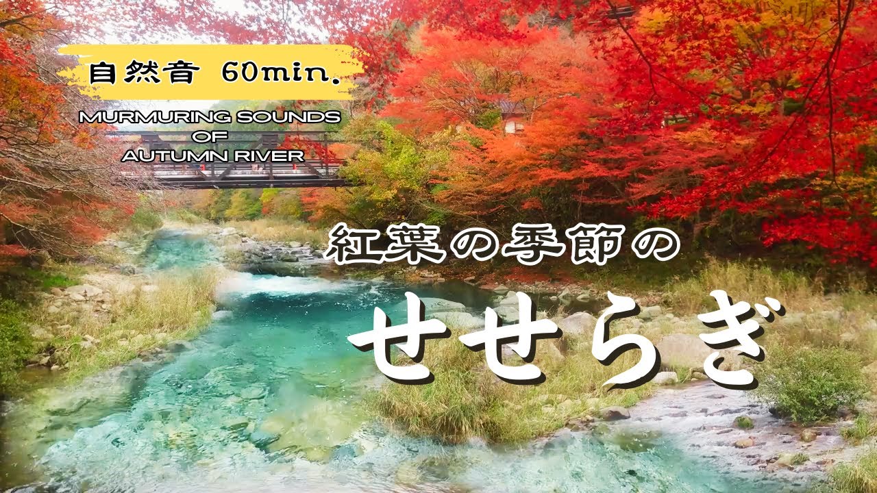 秋の川のせせらぎ 🍁 心地よい自然音でリラックス | 癒しの環境音 & 作業用 - YouTube