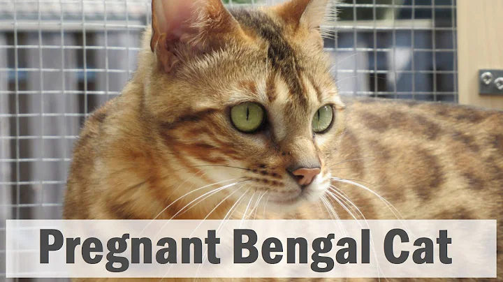 Video 1678461: pregnant bengal cat, beautiful bengal cat