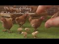 The Process of Making Realistic Miniature Chickens | 1/12th Scale Polymer Clay Sculpture | Art Vlog