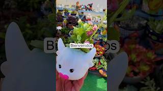 NUEVO KALANCHOE BLOSSFELDIANA #shorts #viral #inspiration #garden #beauty #parati #nature #love #fyp