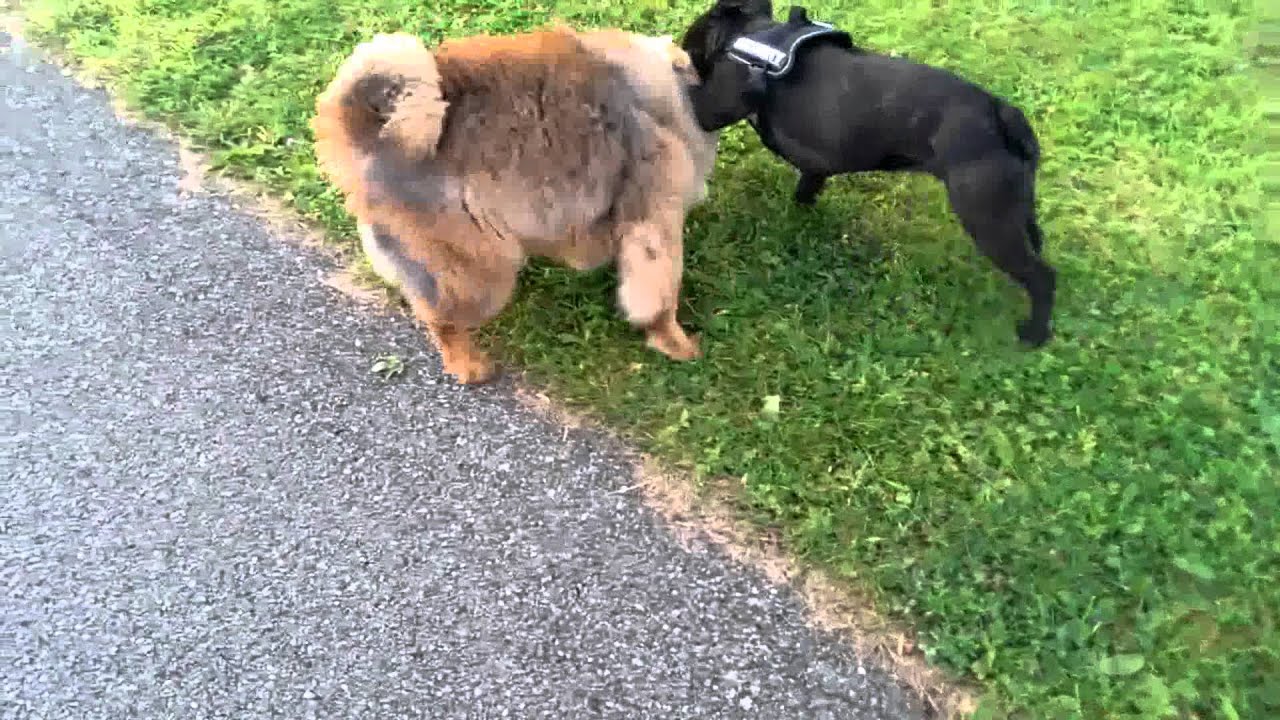 chow chow fighting