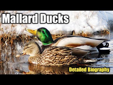 Video: Common mallard: description, species, habitat, nutrition, average weight, reproduction, life period
