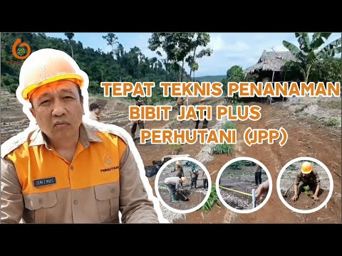 Video: Memanen Bibit Tanaman Terompet - Cara Menanam Bibit Tanaman Anggur Terompet