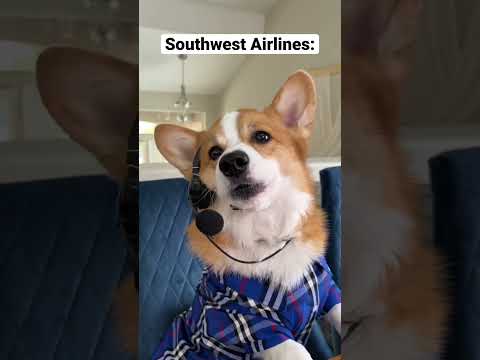 Видео: Southwest Airlines свързва кучета с ветерани, които се нуждаят от тях