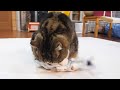 リアルな魚のおもちゃとねこ。-Fish toy and Maru&Hana.-