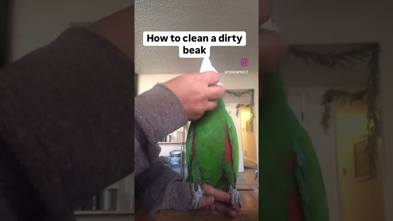 How to Clean Your Parrot’s Beak  