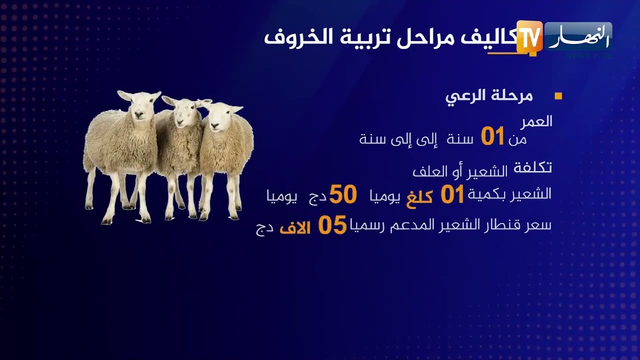 تربية الخروف في الجزائر ..  بين تكلفة الإنتاج وواقع الأسعار في السوق