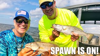 Speckled trout have moved into barataria bay preparing to spawn.
reports of good catches poured in on may 17 from all across the bay.
elmer's surf and fourch...