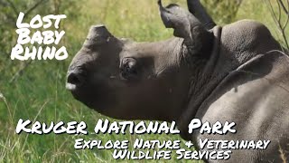 Baby Rhino and Mom reunited | Veterinary Wildlife Services | Kruger National Park - South Africa