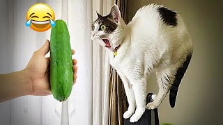 Funniest Cats and Dogs  Funny Animal Videos #4