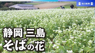 「三島そば」復活目指し　かれんな白い花咲き誇る　静岡