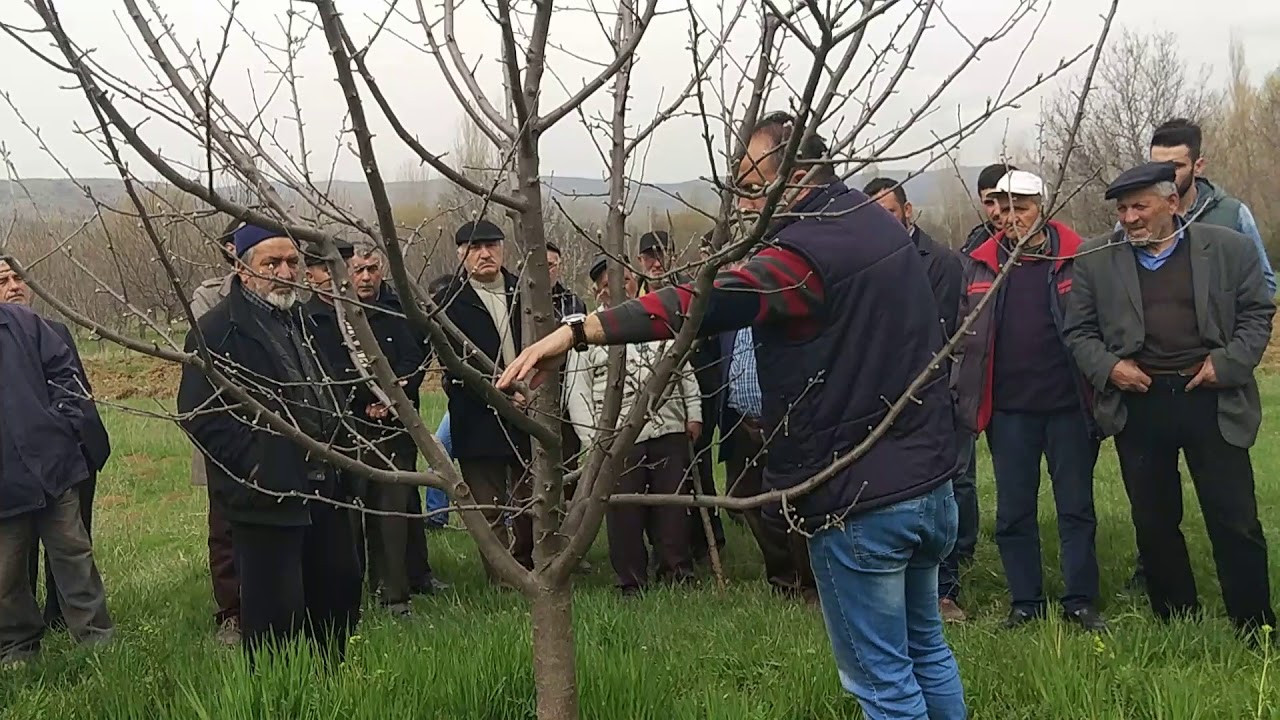 meyve ağaçlarında budama