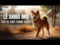 Tout savoir sur le shiba inu caractre ducation congnres sant