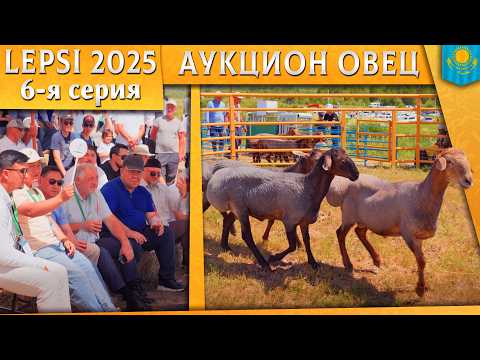 🐏The real value of Edilbaev rams. Sheep auction at the Lepsy exhibition. Sheep breeding