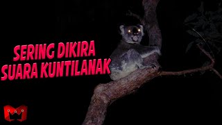 10 Hewan Yang Memiliki Suara Menyeramkan!! Mirip Suara Kuntilanak