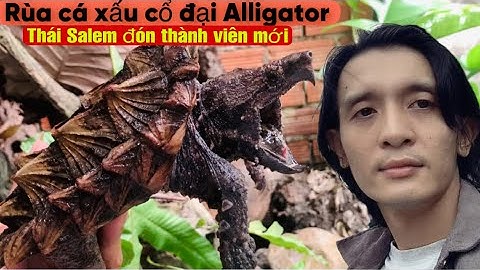 Theo chân Thái Salem đón Rùa  Cá Xấu cổ đại Alligator về setup 🫰