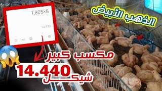 دراسة مشروع الدجاج اللاحم/ 1000 دجاجة أكم مكسبهم ؟