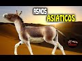 El burro mas salvaje del mundo – El asno mas salvaje del mundo – BURRO SALVAJE ASIATICO