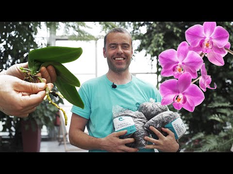 Video: Orhideje Phalaenopsis. Nega in vzreja