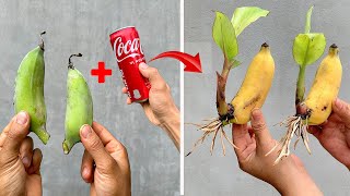 : SUPER SPECIAL TECHNIQUE for propagating bananas with coca-cola, super fast growth