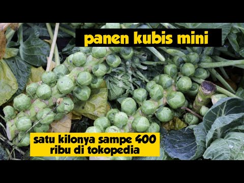 Video: Bagaimana kubis Brussel tumbuh di kebun?