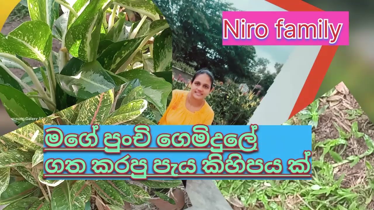 මිදුල වටා යමුද රවුමක්