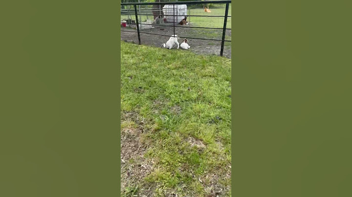 Baby goat head stuck in fence.    #goats #goat #viral #animals #farming #shorts