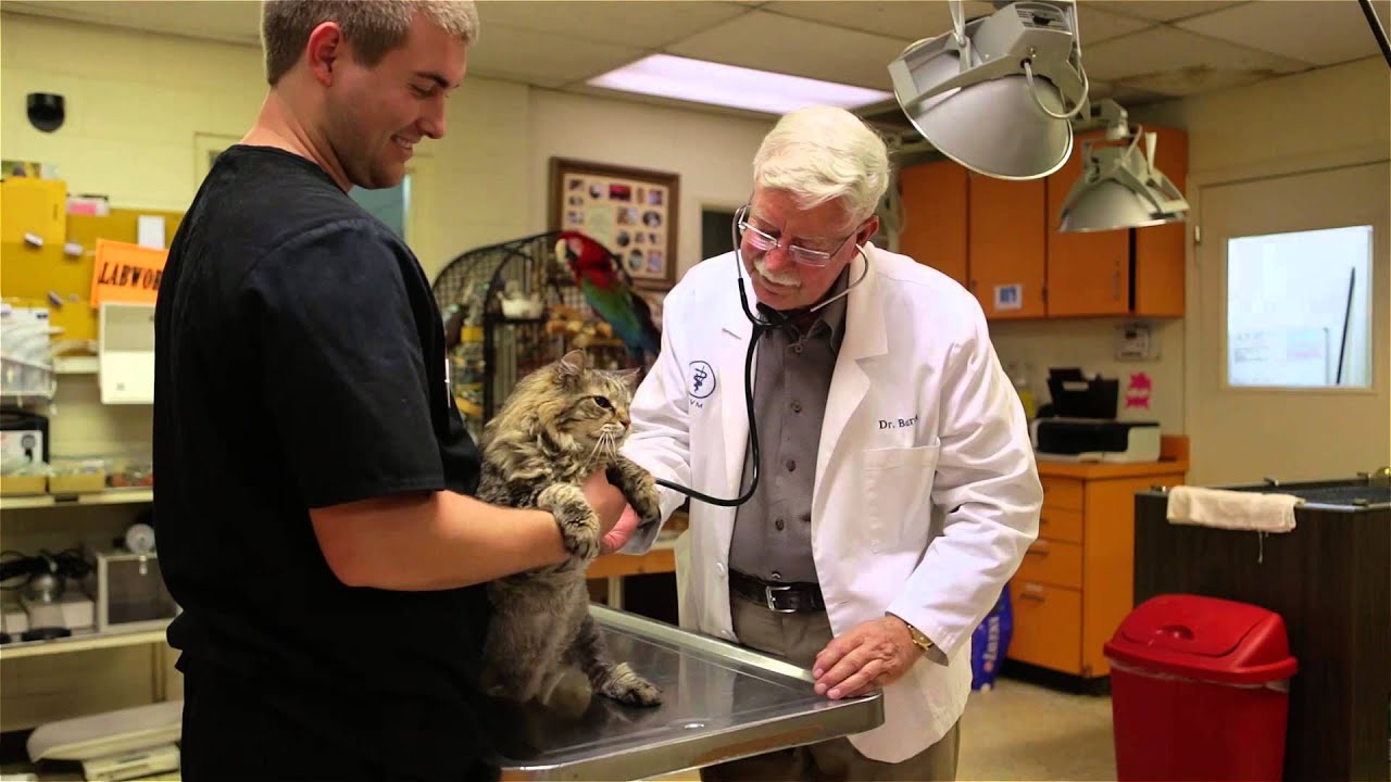 Animal Medical Center of Redlands Short Redlands, CA YouTube
