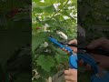 Plant Tying Machine Demo – Fast & Easy Vine Tying Tool for Tomato, Grape & Garden Use