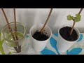 🍇ВИНОГРАД 🍇 How to grow GRAPES 🍇