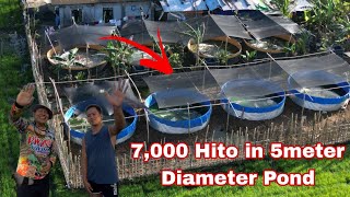 Intensive Hito Farming using Trapal / Galvanize Circular Pond Set Up