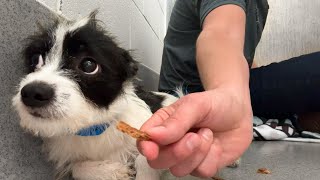 Watch this shelter dog take his first treat 🥹 by Rocky Kanaka 742,416 views 8 days ago 31 minutes