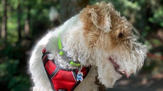 Let’s go camping with my wire fox terrier, Skipper!