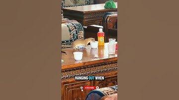 An Unexpected Guest #trending #usa #shorts
