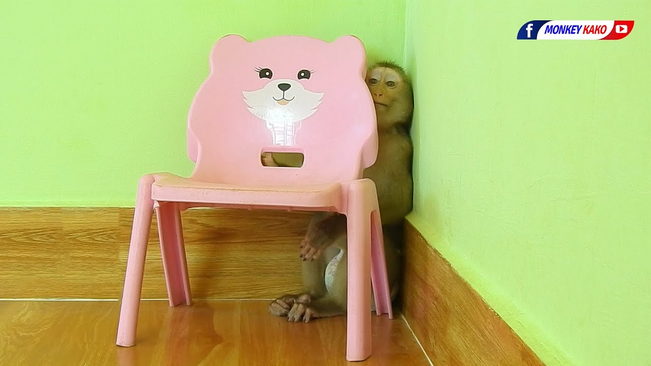 Amazing Animals, Baby Monkey KAKO Playing Chair In Room