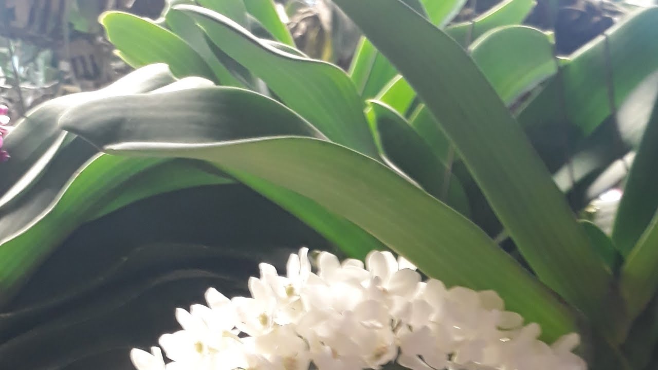 dai trau gia re  0814001719