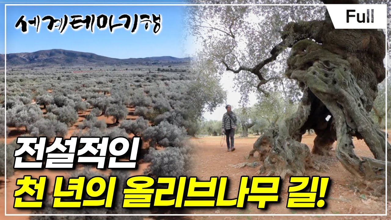[Full] 세계테마기행 - 전설따라 스페인- 올리브! 올리브!